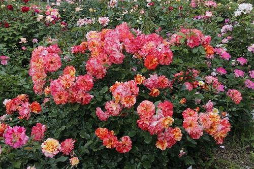 bunga ros polyanthus