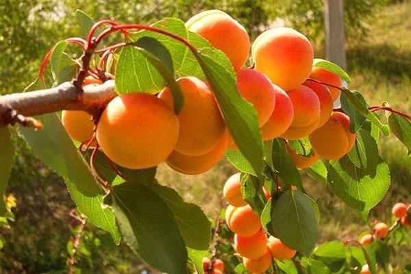 pitted apricot in the country