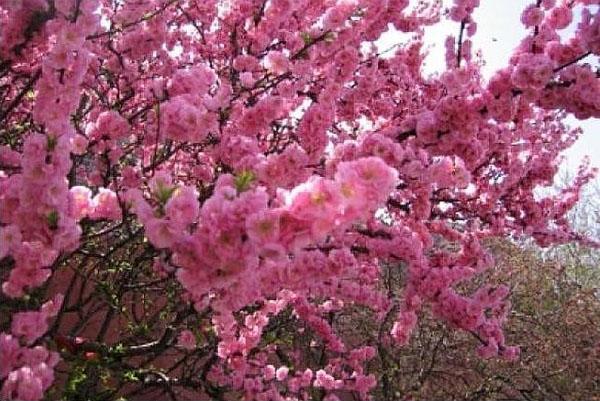 aprikos blomstrer i hagen til Moskva-regionen