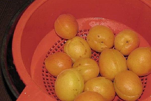 vask og tørk aprikosene