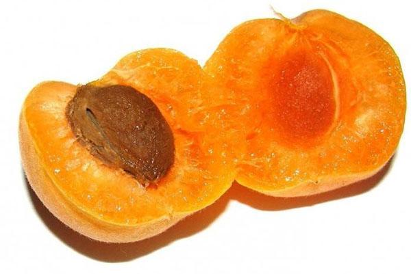 ripe apricot seed