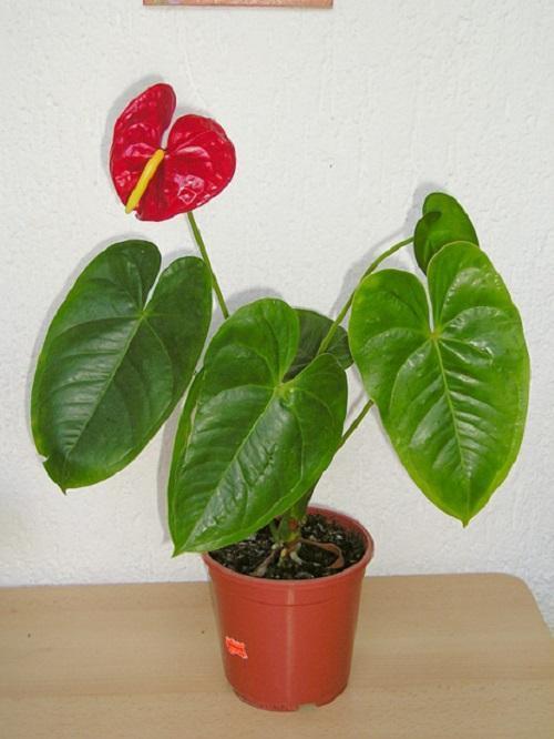 young anthurium