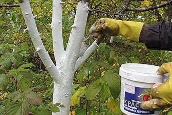 whitewashing of trunks - tree protection