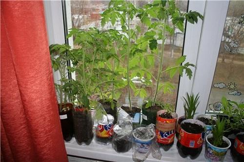frøplanter på vinduskarmen