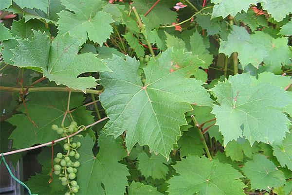 grape leaves for champagne
