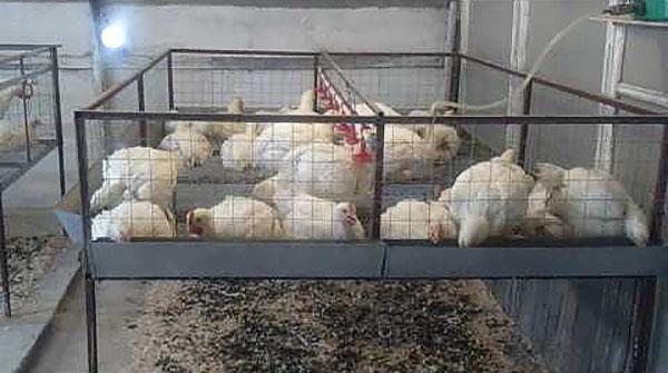 mantener pollos de engorde en la jaula