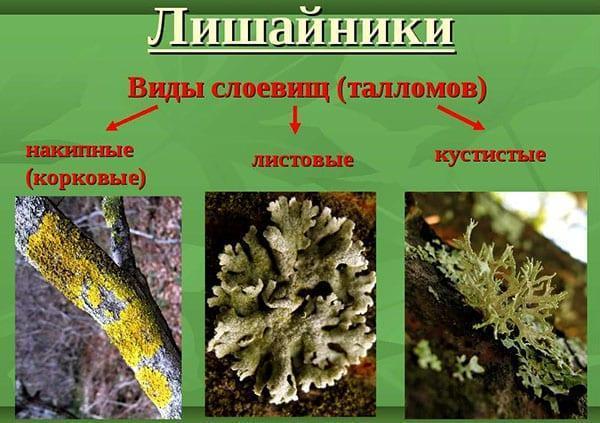 spesies lichen