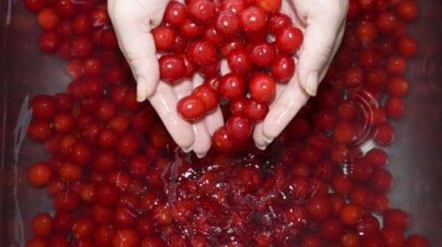 sort and wash ripe cherries