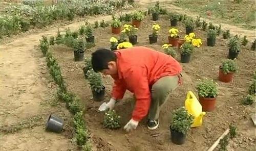 piantare crisantemi