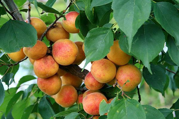 apricot Success in the country