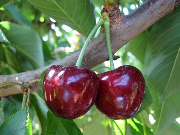 sweet cherry grade Bovine heart