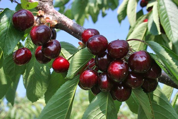cherry variety Revna