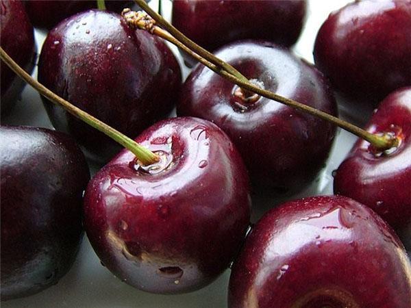 cherry grade Ovstuzhenka