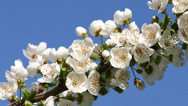 kvitnúca stĺpovitá čerešňa