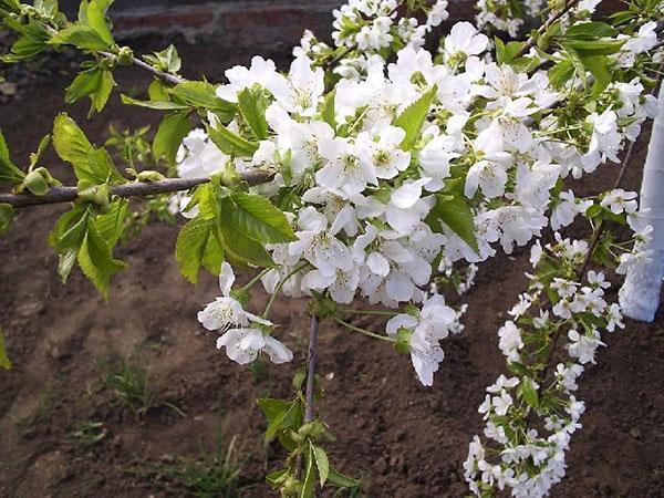 čerešňové kvety Revna