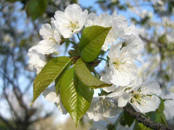 цветови трешње Ипут