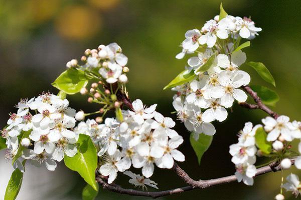 the Moskvichka pear blossoms