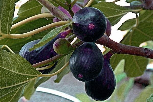 buah ara Mutiara hitam