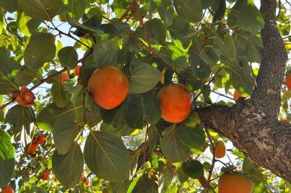 persimmon in the gardens of Crimea