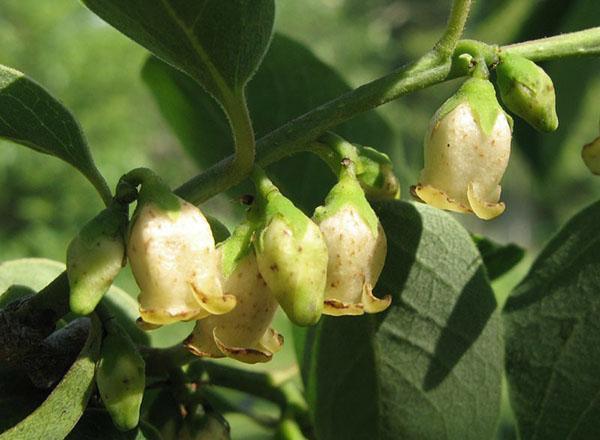 male persimmon flowers