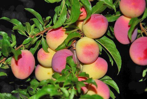 abundant fruiting plum