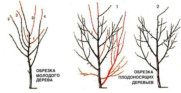 prerezávanie mladého a plodného stromu