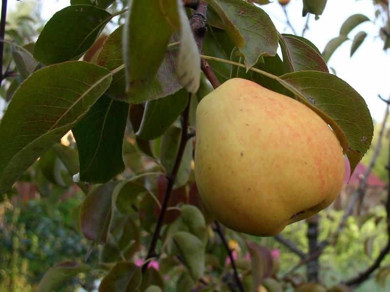 description of pear variety Lada