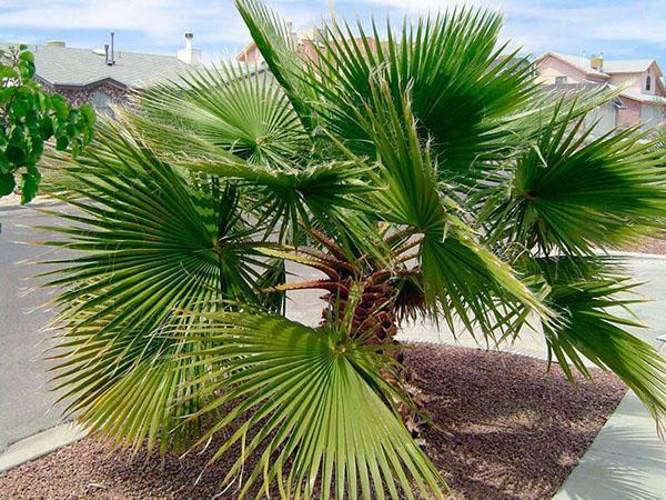 palmetræ washingtonia i naturen