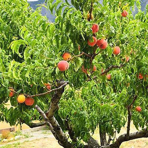 buah persik di kebun di dacha
