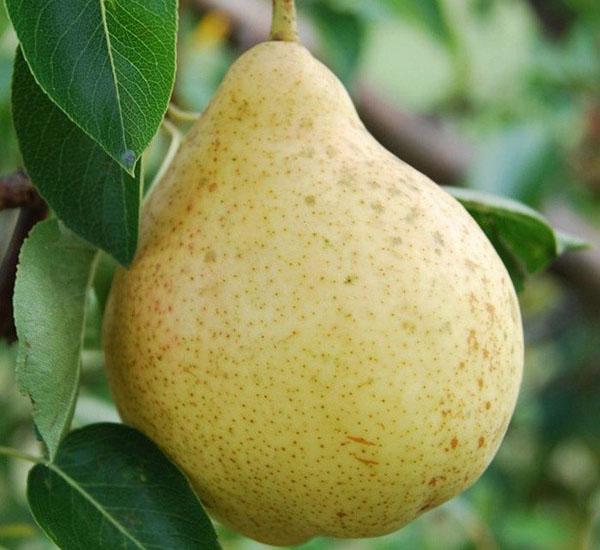 pear fruit Moskvichka