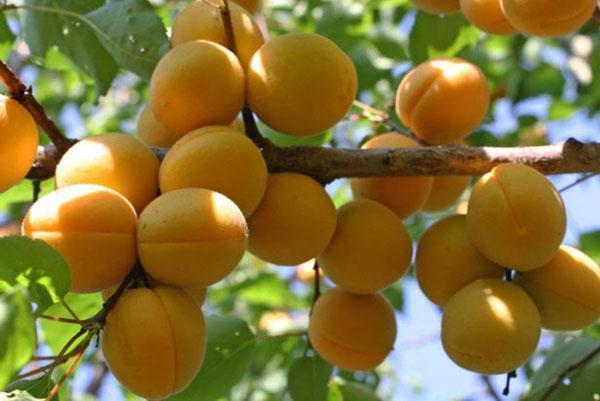 meruňkové ovoce Lel