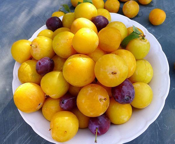 fruta ameixa amarela