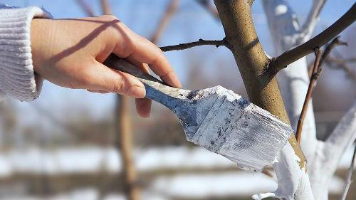 whitewashing of fruit trees