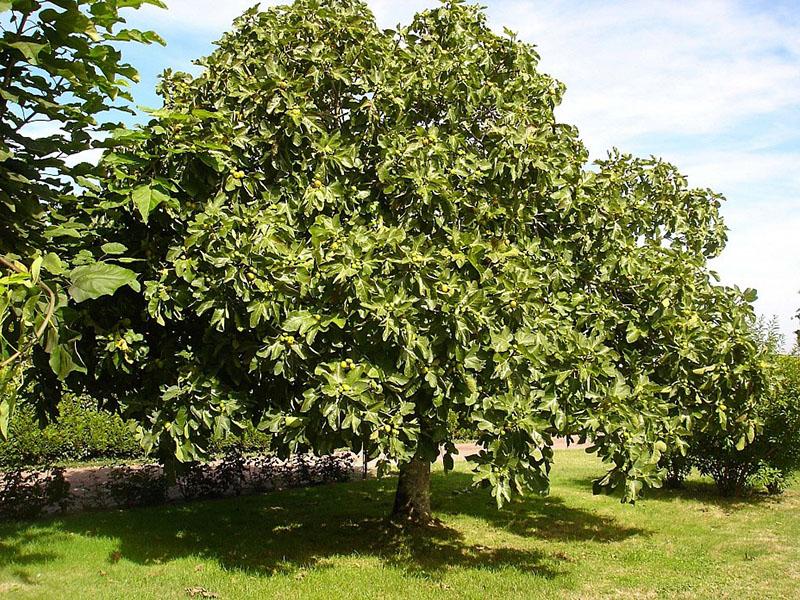 смокиново дърво