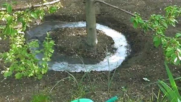 watering and fertilizing the trunk circle