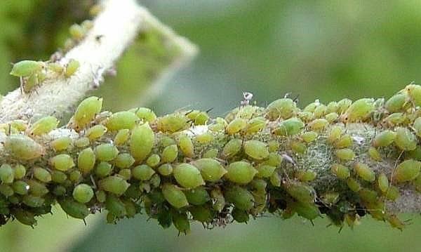 aphid colony on a pear