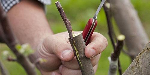 increasing frost resistance by grafting