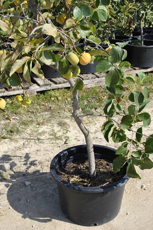 self-grown persimmon tree