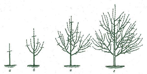 Schéma prerezávania sliviek v prvých rokoch po výsadbe