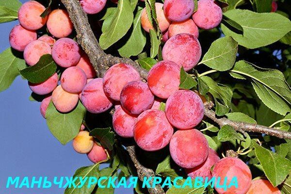 kecantikan Manchurian plum