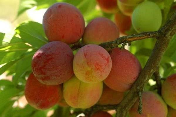 plum varieties Peach