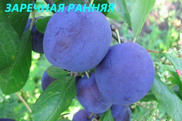 awal Zarechnaya plum