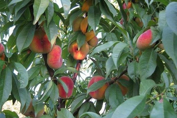 ripe fig peach in the garden