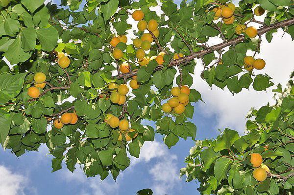 aprikoosien sato Keski-Venäjällä