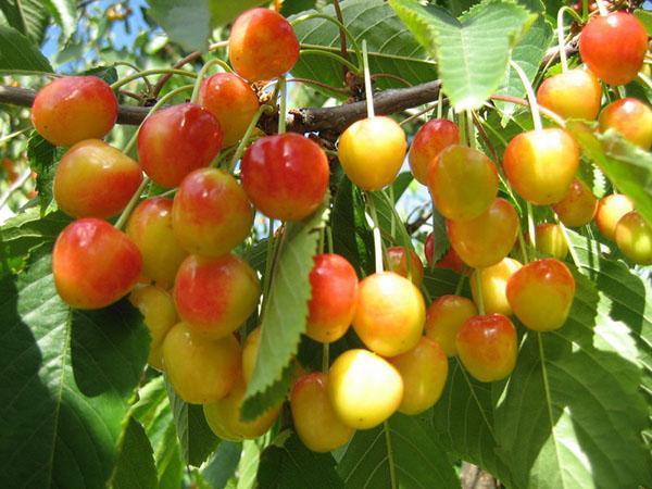 cherry harvest in the suburbs