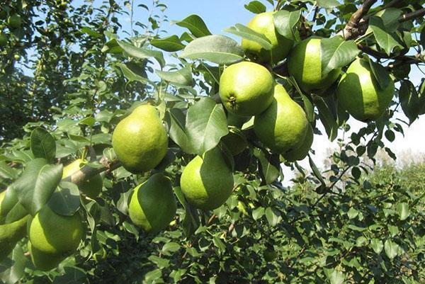 harvest of pear varieties Moskvichka