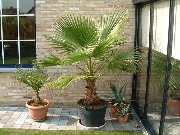 palmiers à la maison