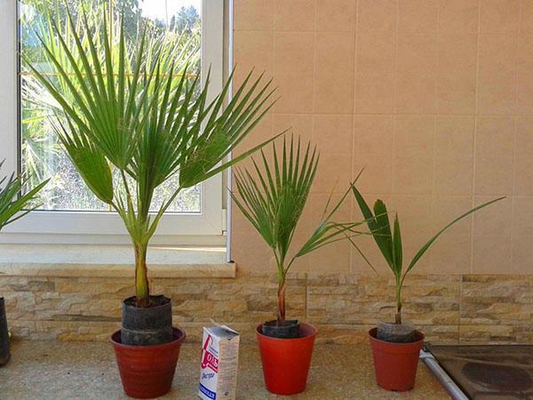 palmiye ağacı için bir yer seçmek