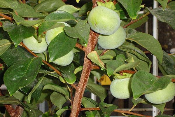 ovary and development of persimmon fruits