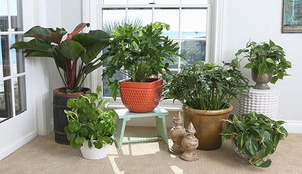 domestic species of philodendron